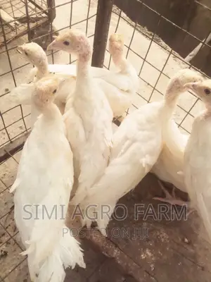 Foreign Turkey