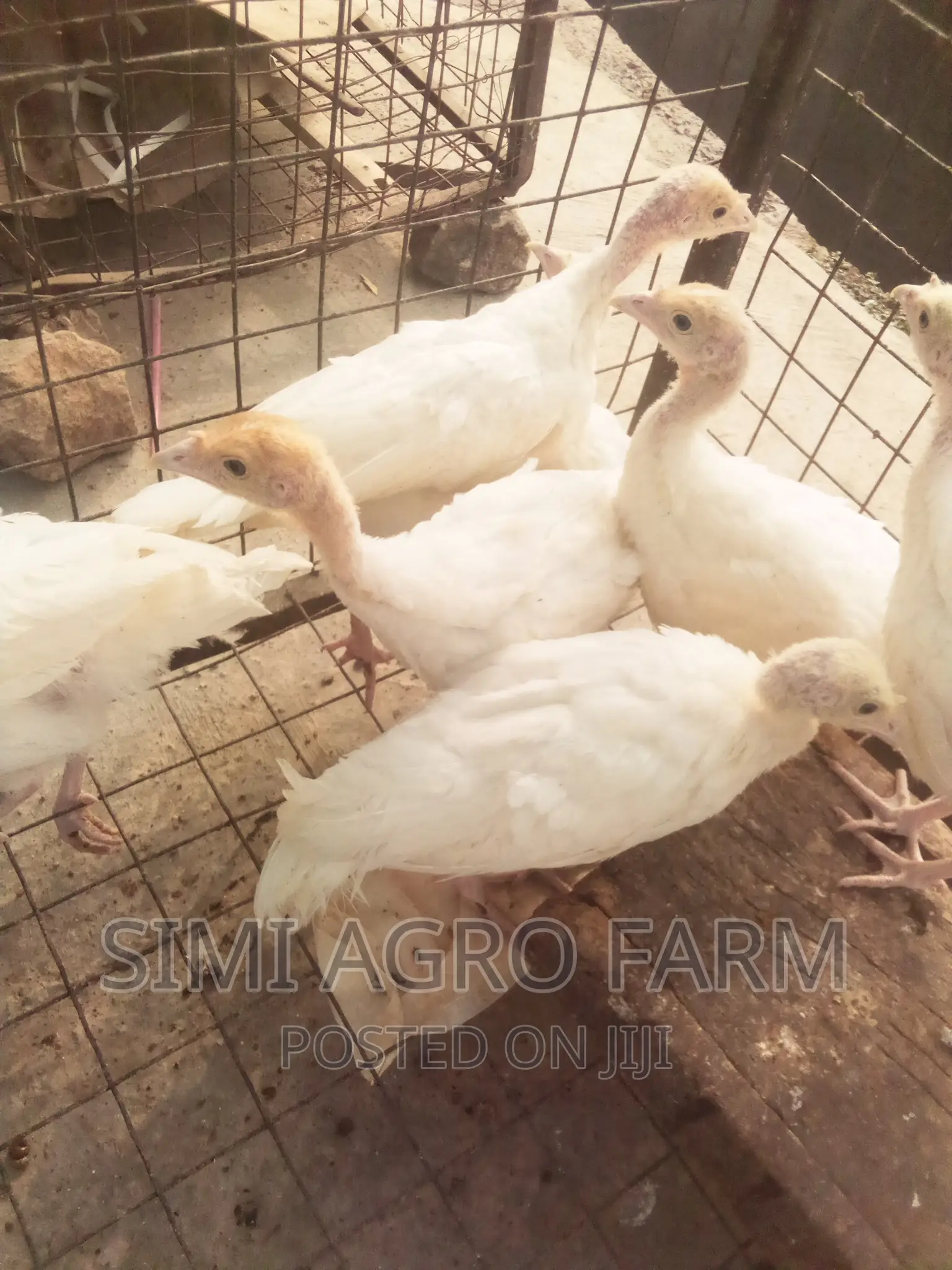 Foreign Turkey