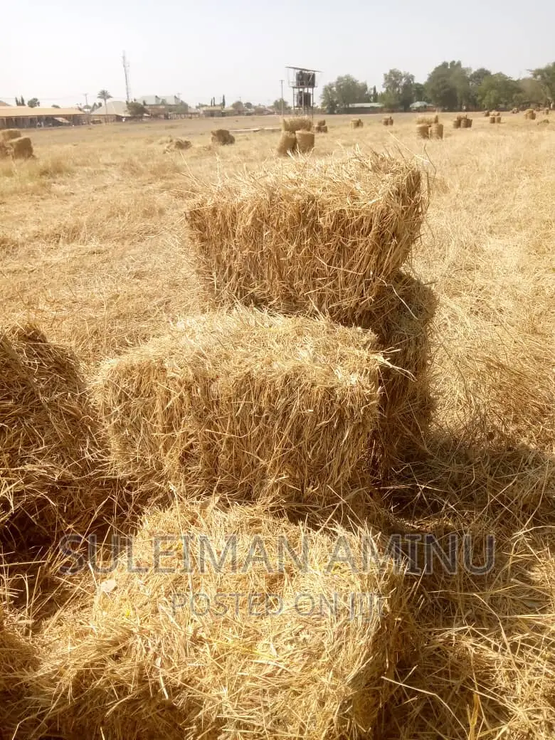 Brachiaria Grass Seed For Sale Suleiman Aminu Price 12 000 On Jiji brachiaria-grass-seed-for-sale-suleiman-aminu-price-12-000-on-jiji