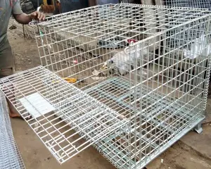 Imported Collapsible Galvanised Iron Dog Cage