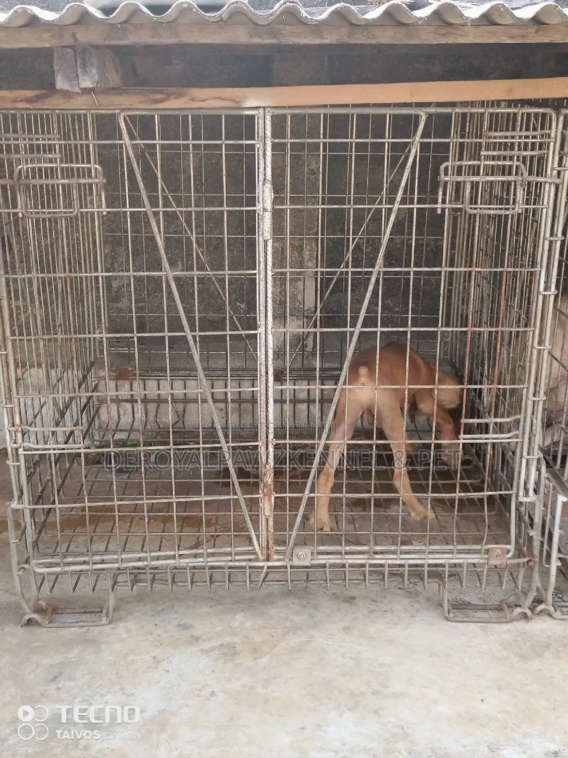 Imported Collapsible Galvanised Iron Dog Cage