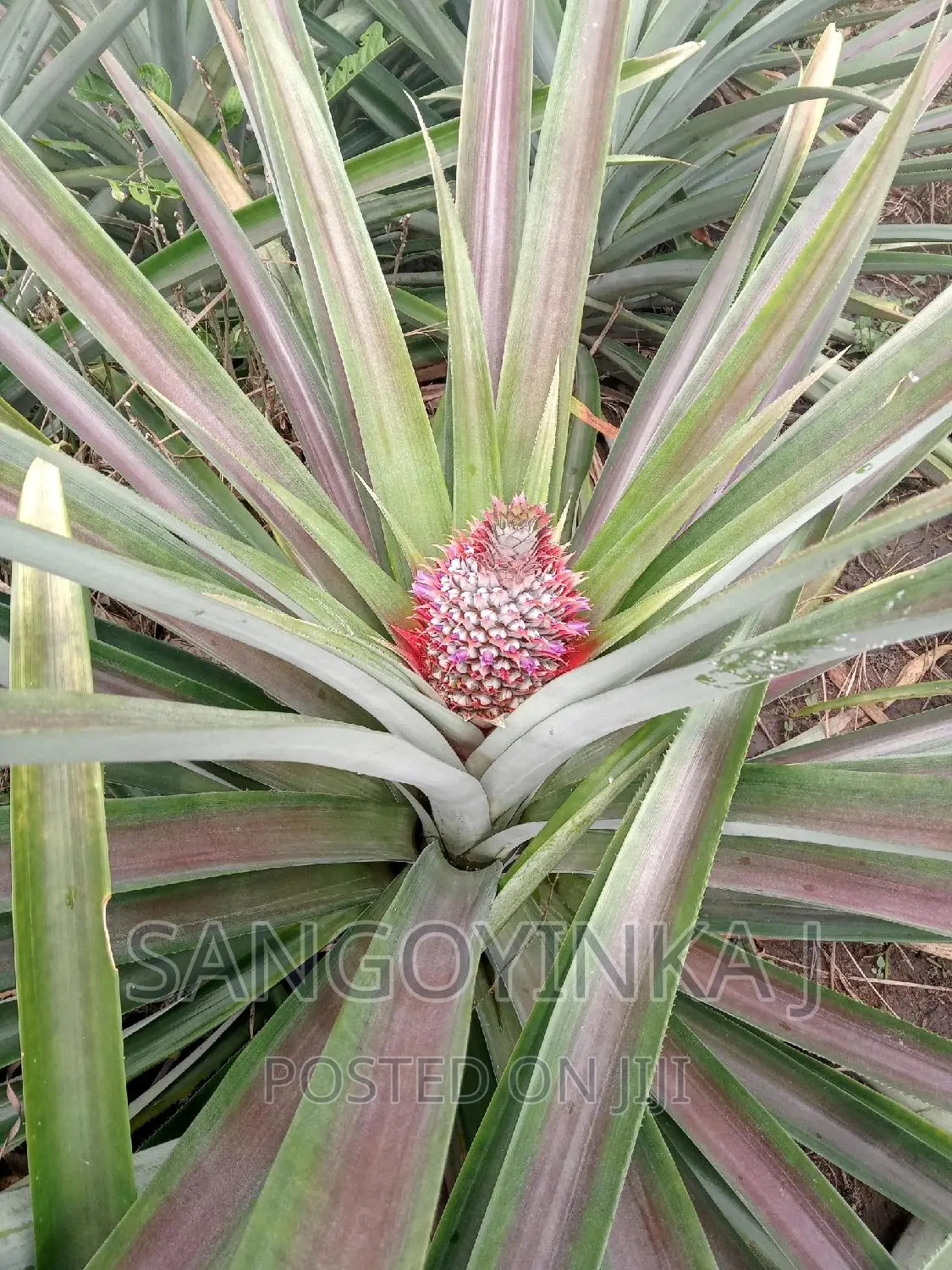 Hybrid Pineapple Suckers