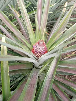 Hybrid Pineapple Suckers