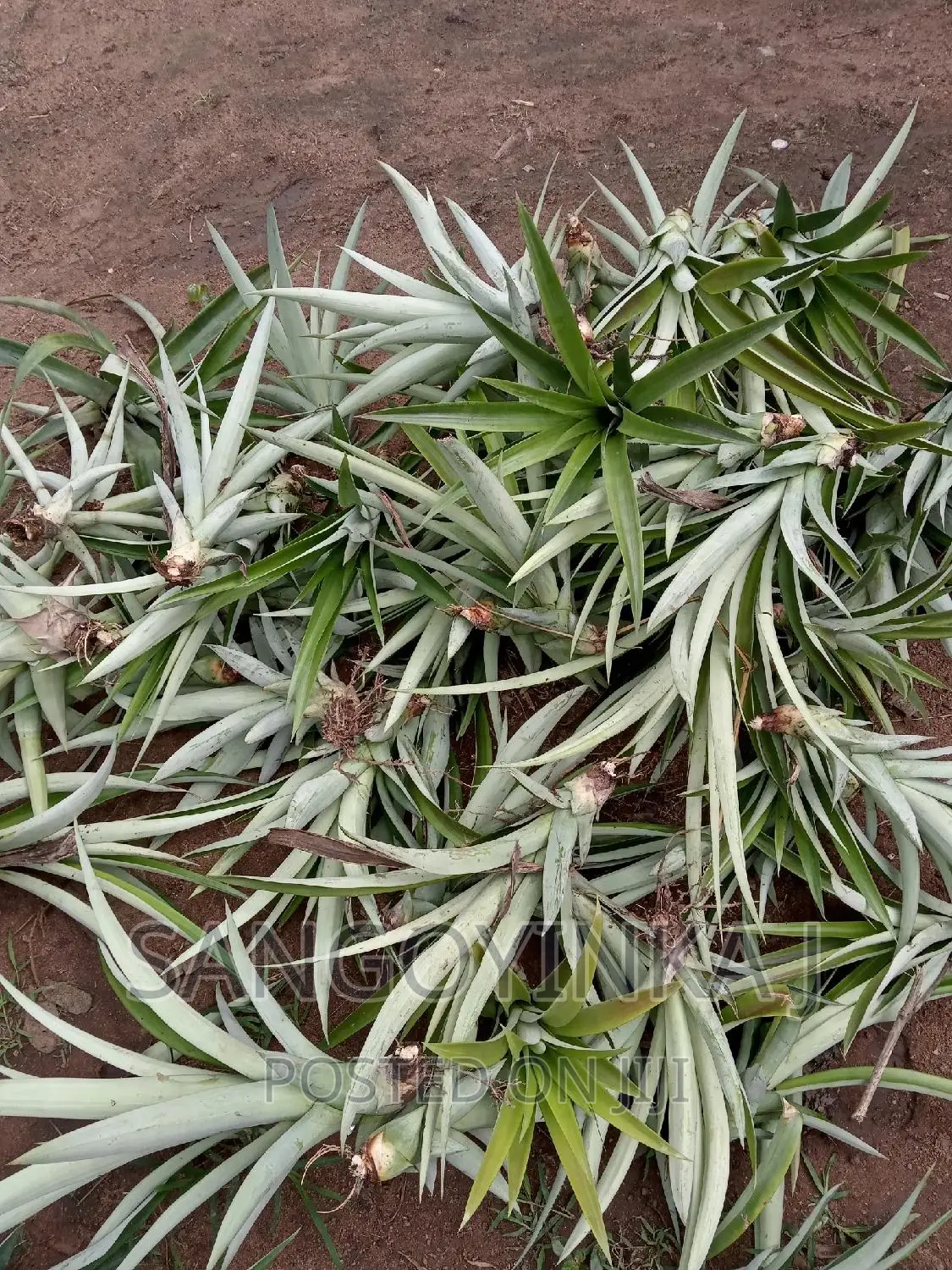Hybrid Pineapple Suckers
