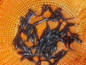 Catfish Hybrid Fingerlings