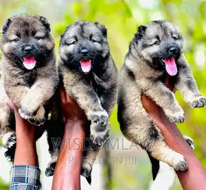 1-3 months Female Purebred Caucasian Shepherd