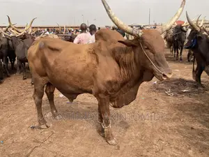 Photo - Livestock for Sale.