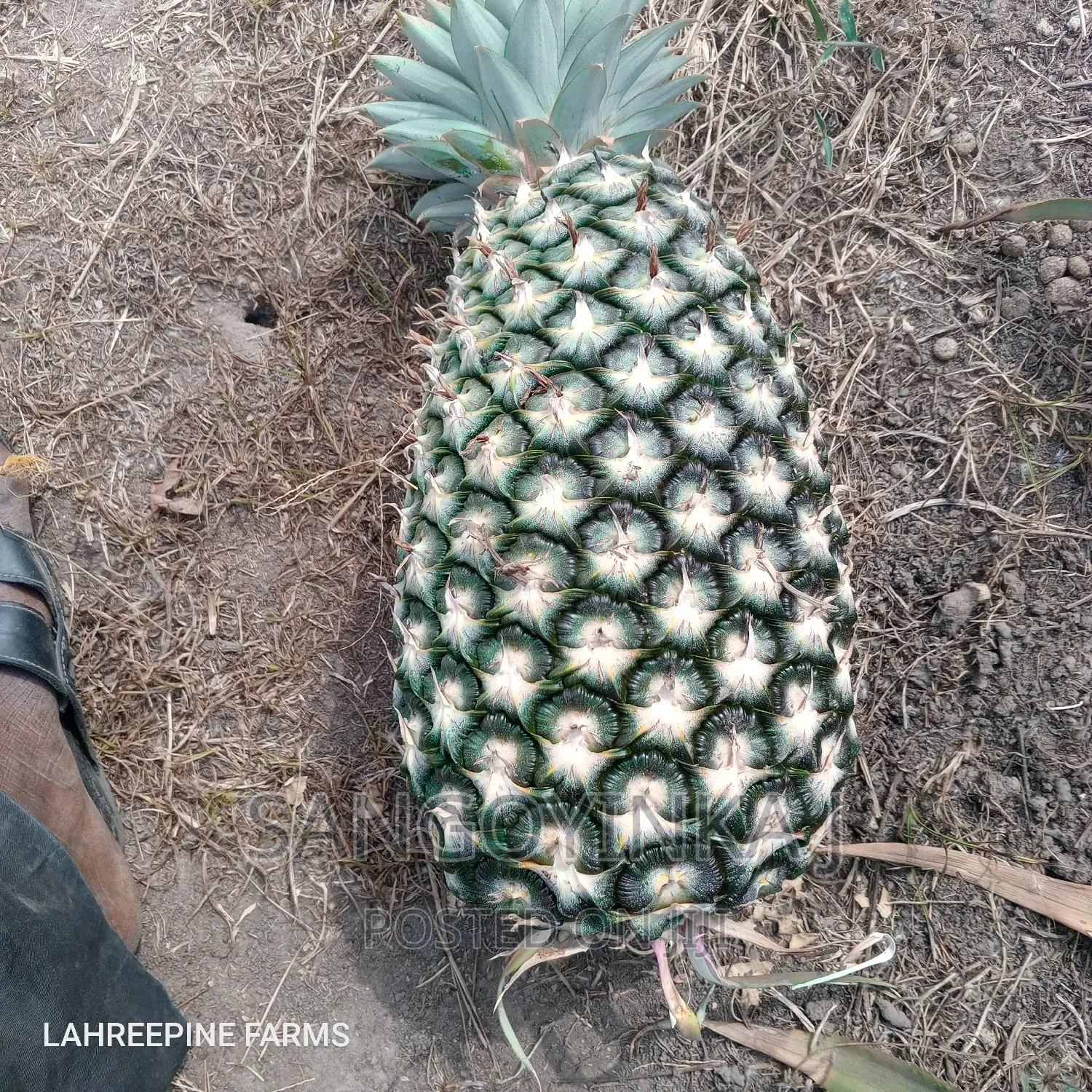 Hybrid Pineapple Suckers