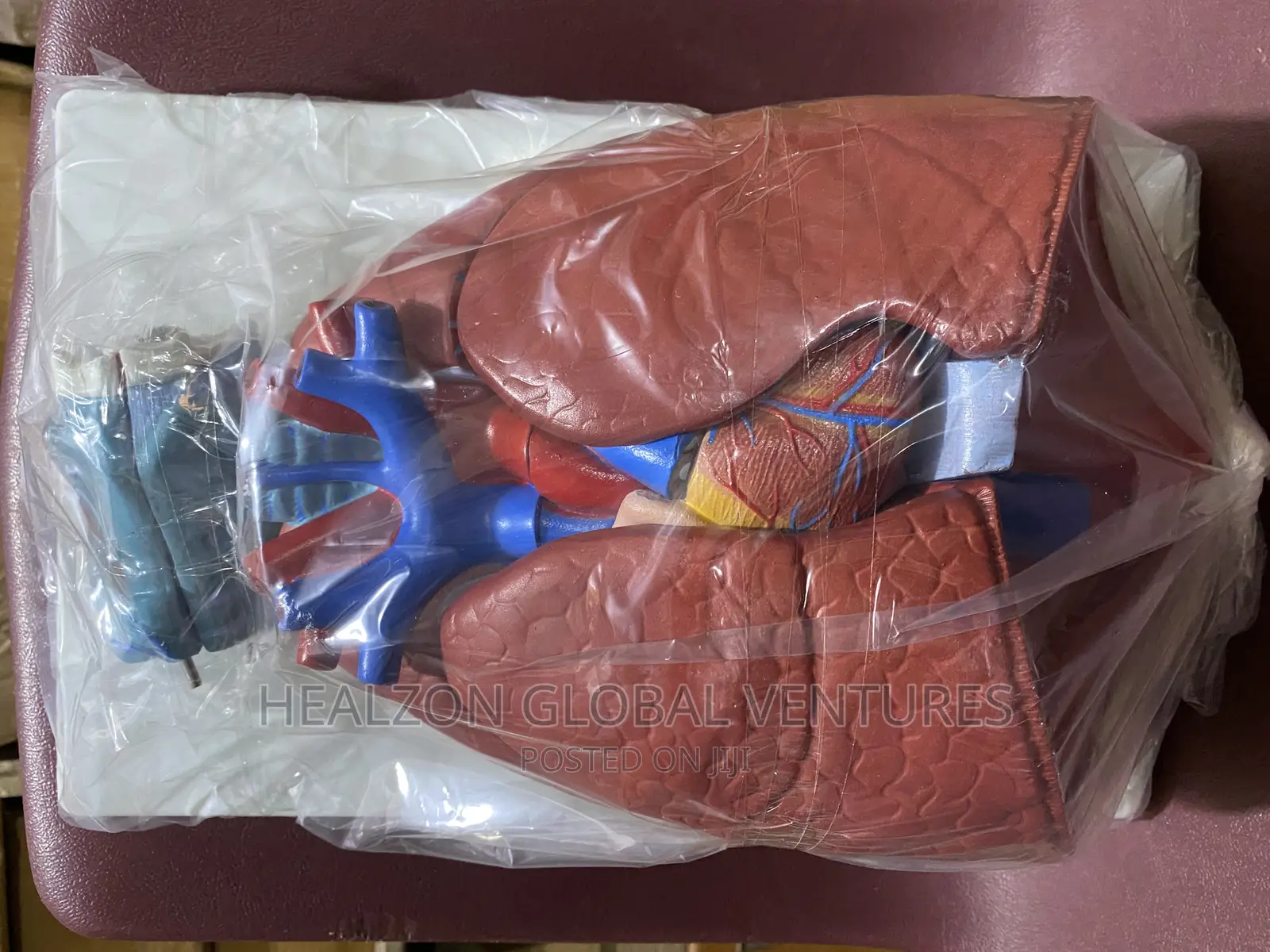 Larynx Heart and Lungs Model