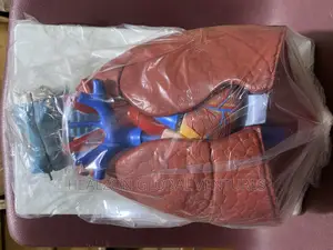 Larynx Heart and Lungs Model