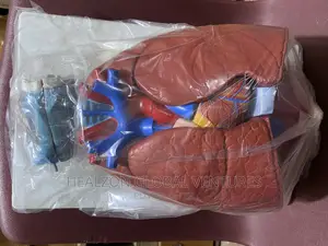 Larynx Heart and Lungs Model