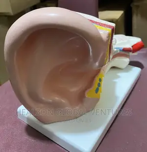 Giant Ear Model