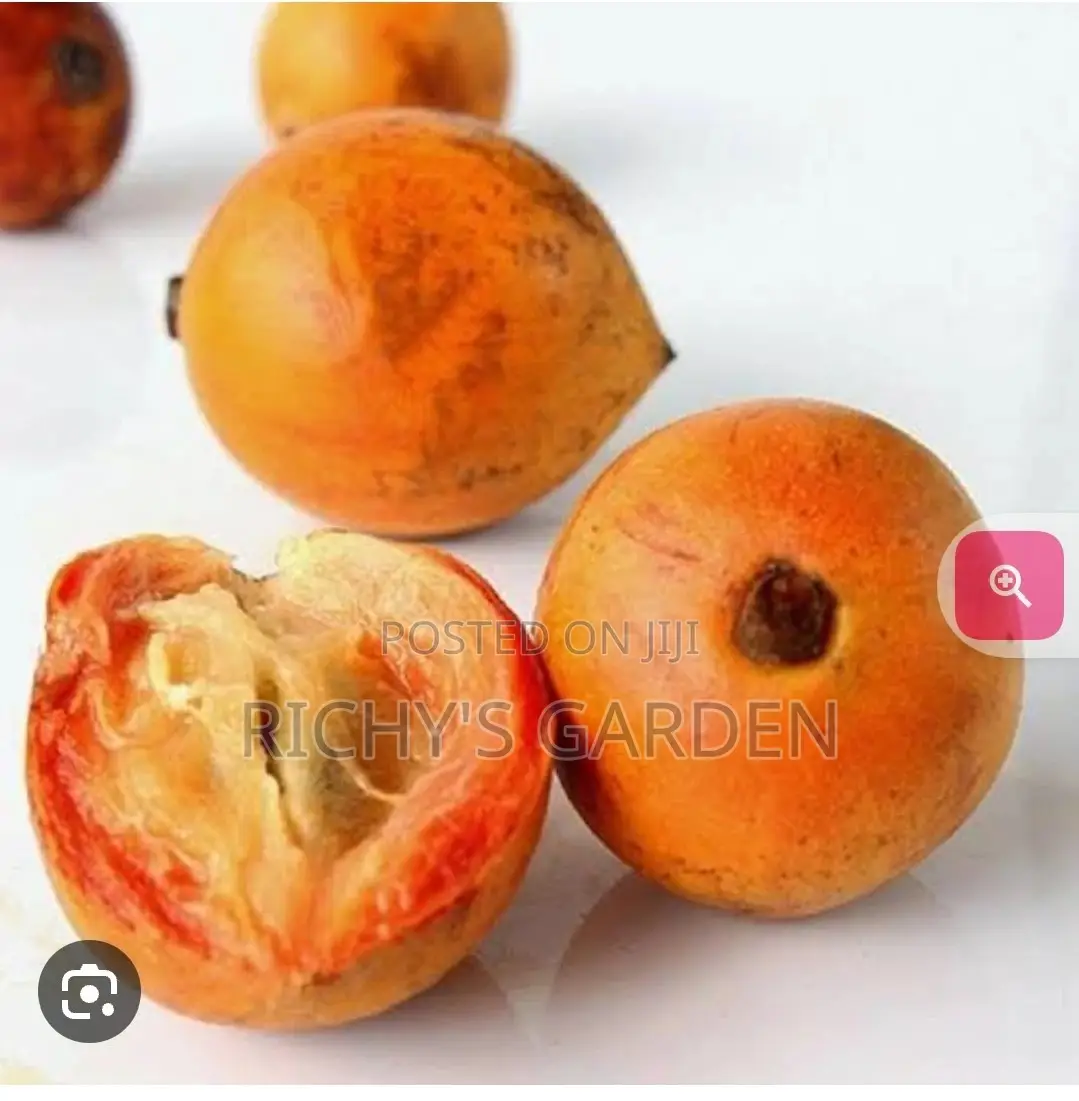 Agwalumo Seedlings for Sale