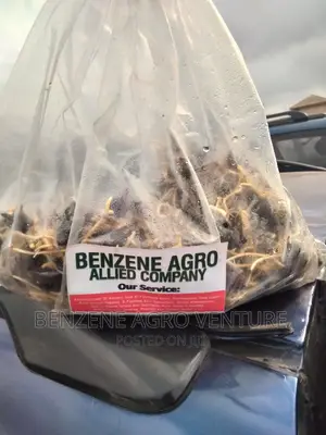 Hybrid Palm Seedlings