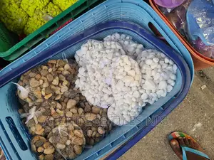 Foriegn Pebbles Stone