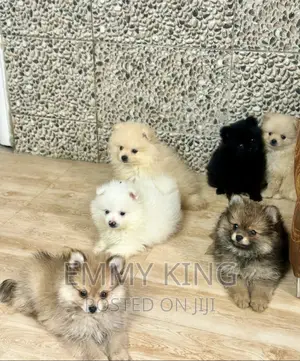 Photo - 1-3 months Female Purebred Pomeranian