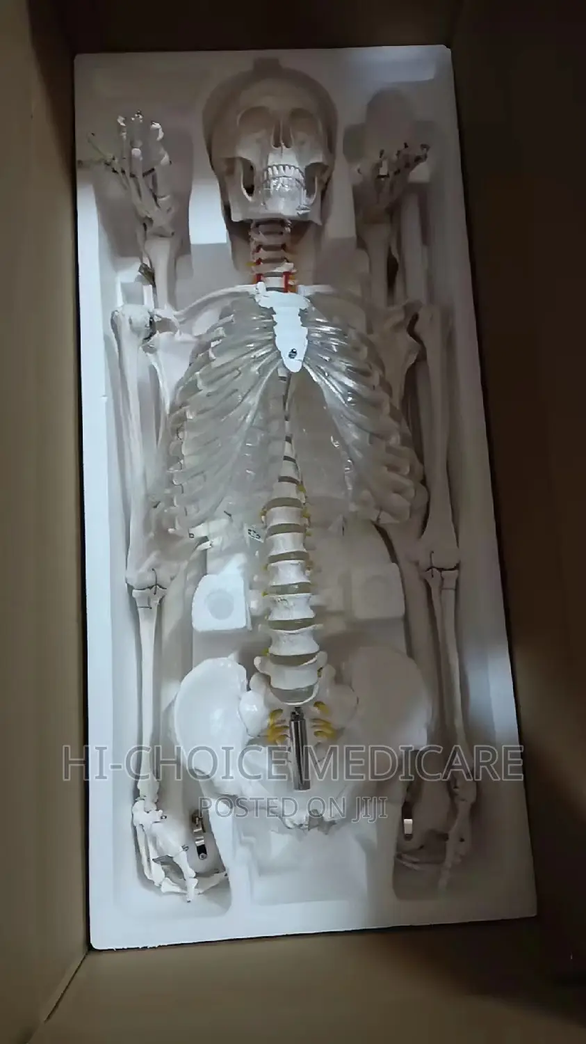 Adult Skeleton