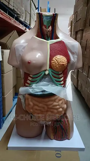 Unisex Torso Model