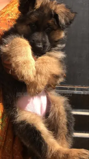 1-3 months Female Purebred German Shepherd