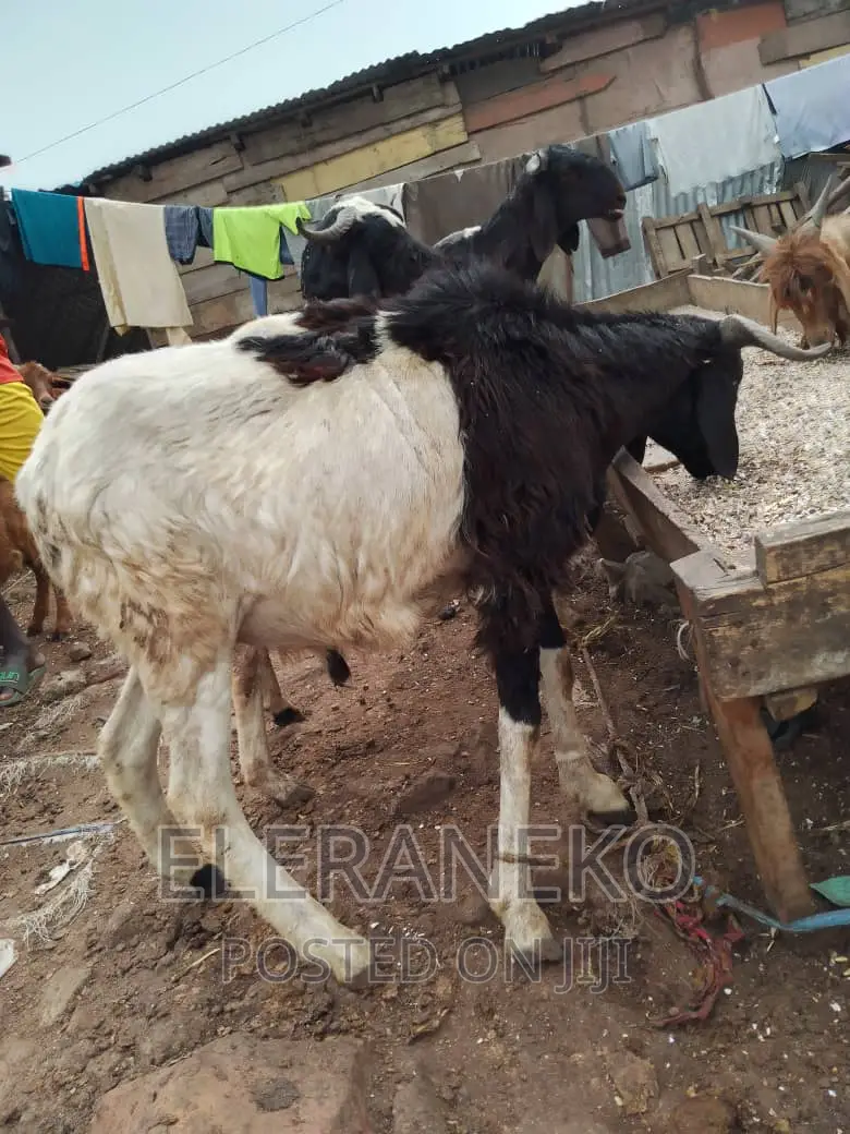 Well Matured Rams