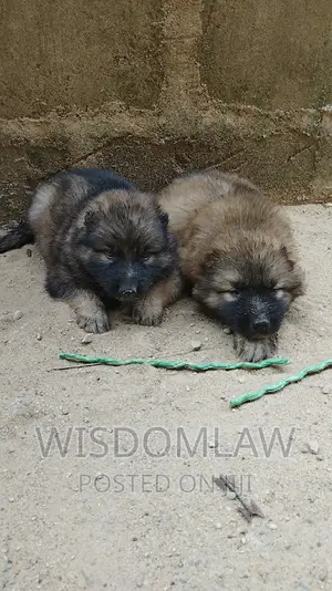 1-3 months Male Purebred Caucasian Shepherd