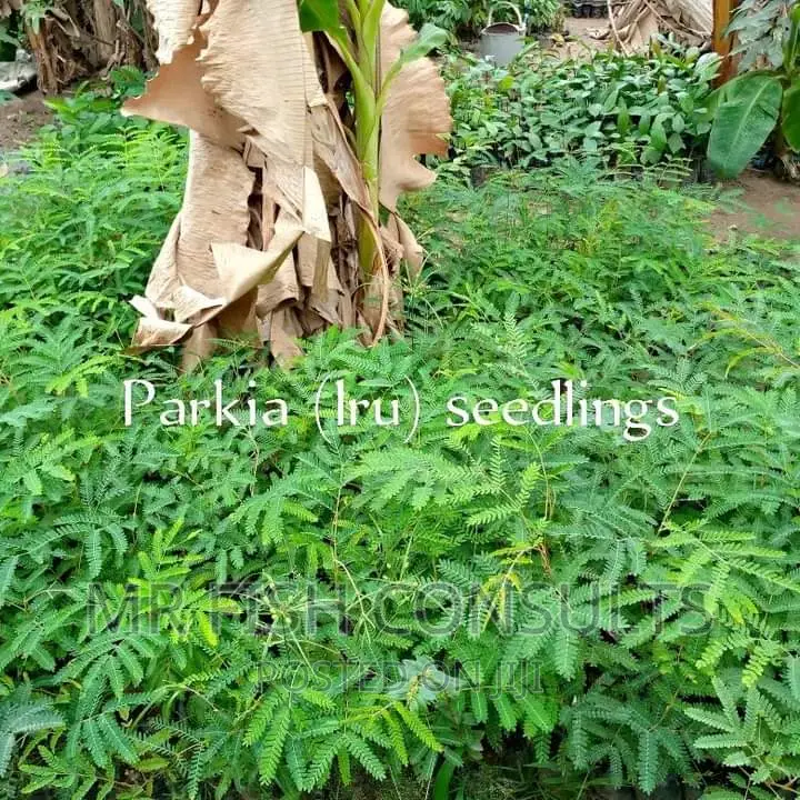 Parkia (Iru Locust Bean) Seedlings