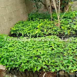 Parkia (Iru Locust Bean) Seedlings