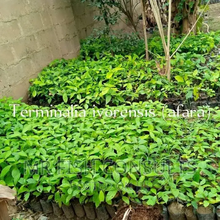 Parkia (Iru Locust Bean) Seedlings