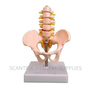 Lumbar Vertebrae Model