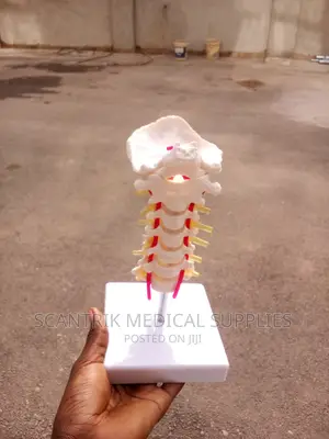 Medical Half Size Pelvis
