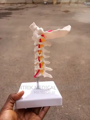 Lumbar Vertebrae Model Pelvis