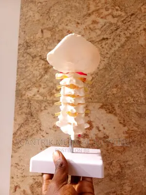 Half-Size Anatomical Pelvis Model 5pcs Lumbar Vertebrae