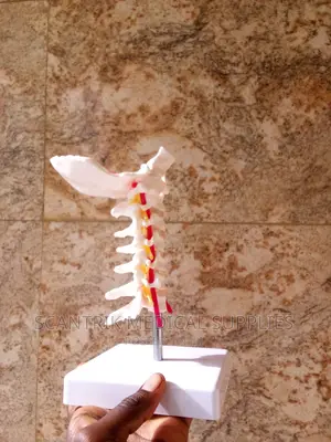 Half Size Pelvis Lumbar