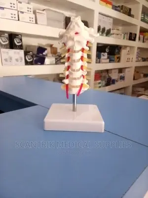Scantrik Half Size Pelvis Lumbar