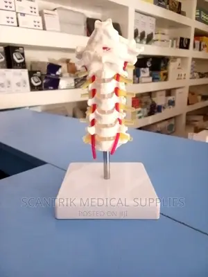 Half-Size Anatomical Pelvis With 5pcs Lumbar