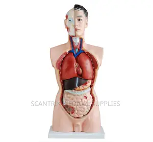 Body Model Torso Assembly