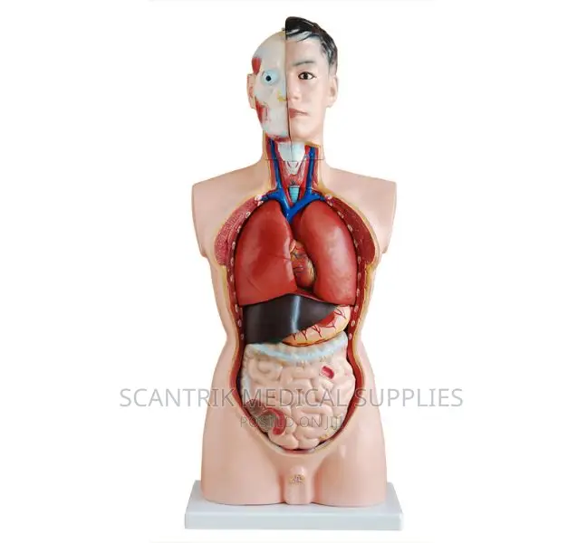 Body Model Torso Assembly