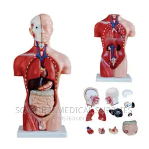 Male Visceral Anatomisk Model