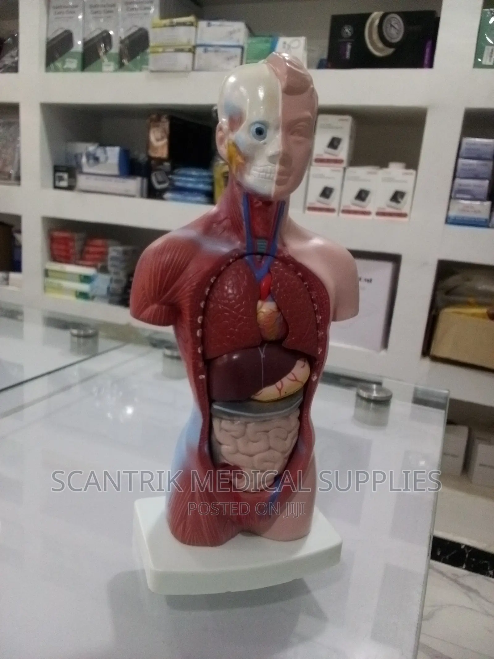 Male Body Model Torso Assembly