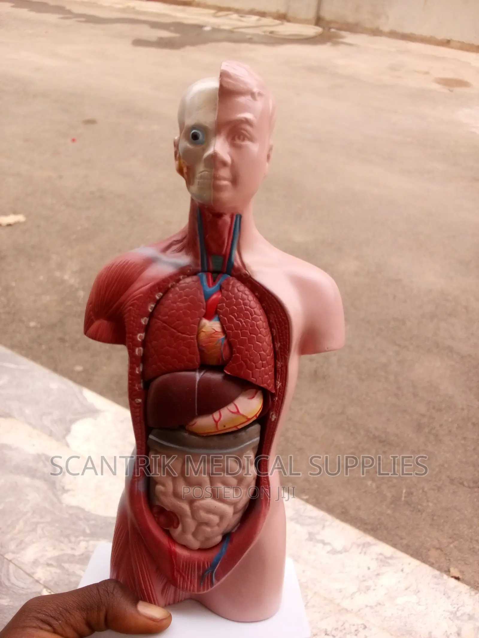 Male Human Torso Model