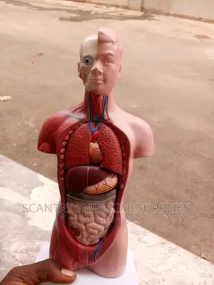 Male Human Torso Model