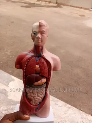 Human Body Organ Model