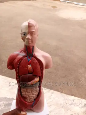 Scantrik Male Human Torso Model