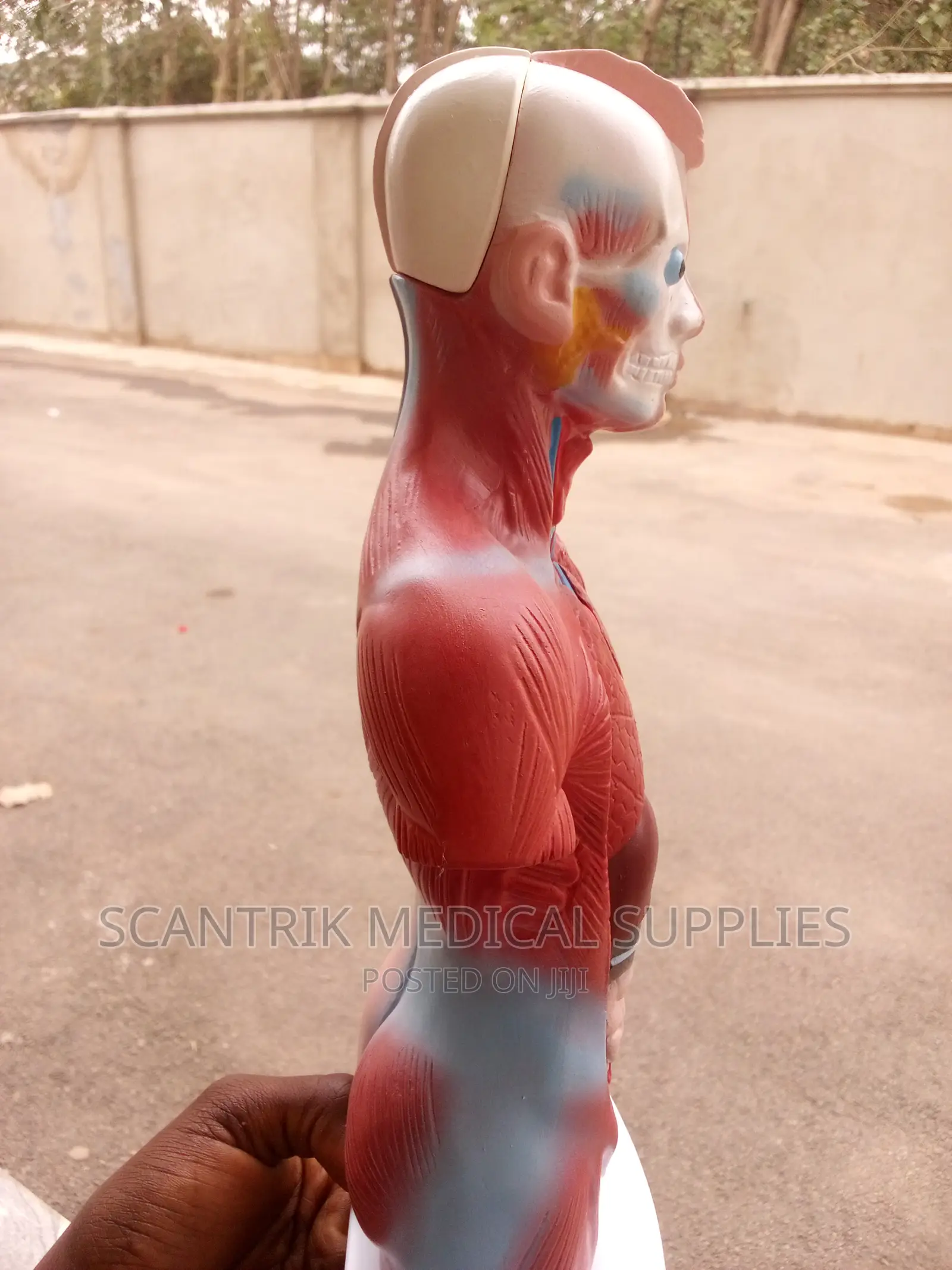 Human Torso Anatomy Model