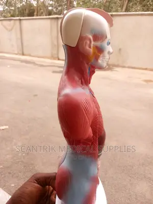 Human Torso Anatomy Model