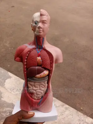 Human Mini Torso
