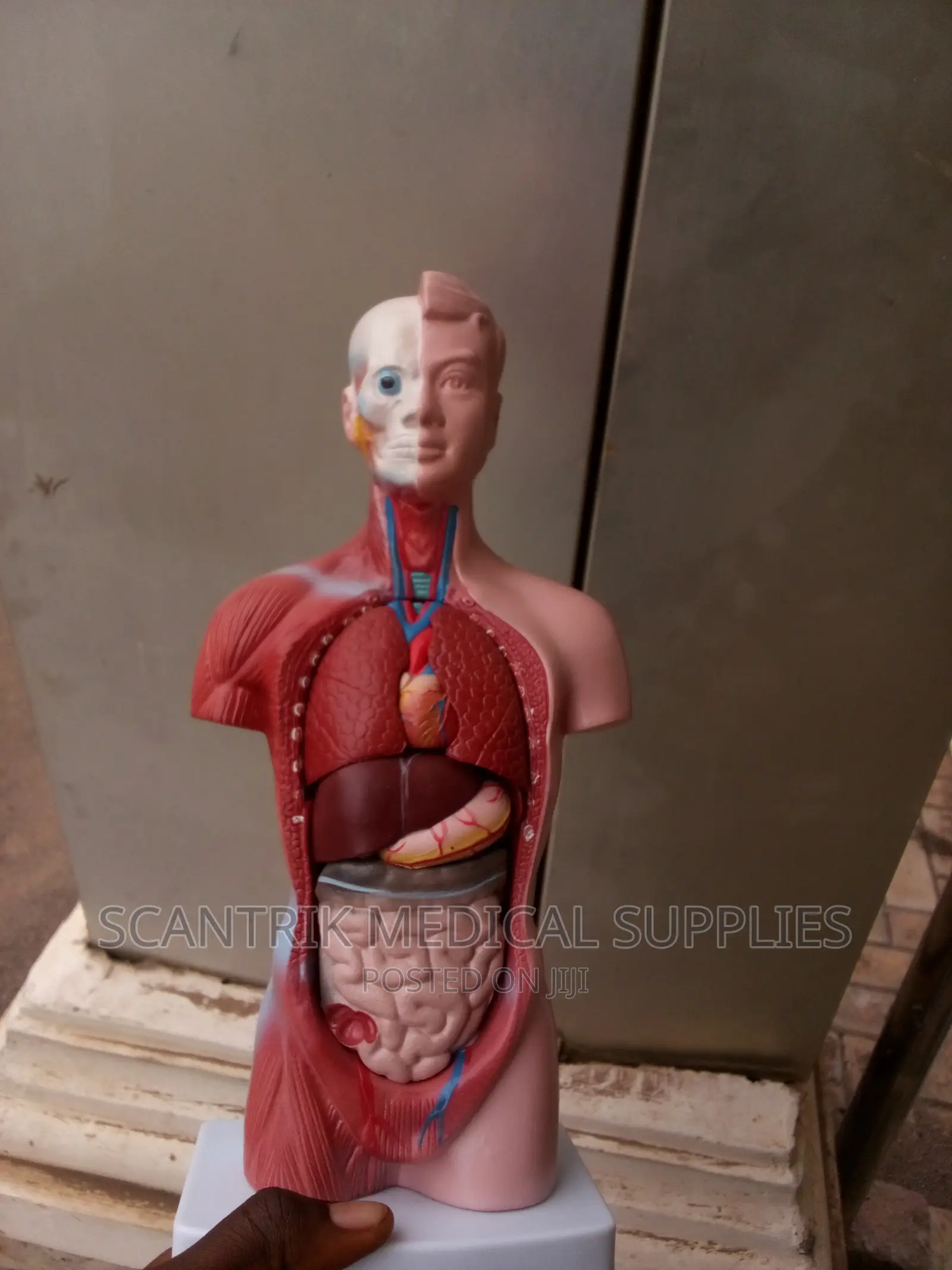 Male Torso