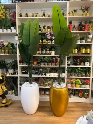 Full Fiber Pot With Banana Plant