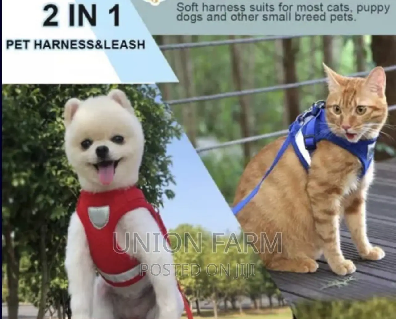 Harness and Leash