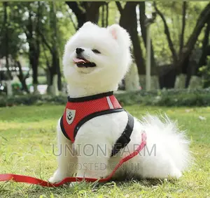 Harness and Leash